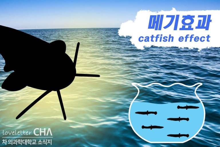 [CHAinfo] 메기효과 (catfish effect) CHA NEWSROOM